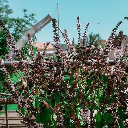 Bayerischer Hof Hotel